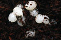 Pleurodonte marginella marginella Cuba