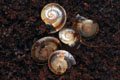 Pleurodonte marginella marginella Cuba