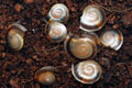Pleurodonte marginella marginella Cuba