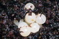 Tanychlamys amboinensis Benteng, Selayar, Indonesia
