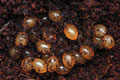 Veronicella sloanei
