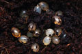 Veronicella sloanei