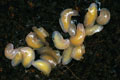 Veronicella sloanei