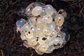 Veronicella sloanei