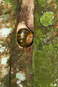 Hemiplecta wichmanni