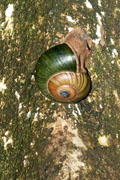 Hemiplecta wichmanni