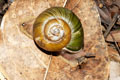 Hemiplecta wichmanni
