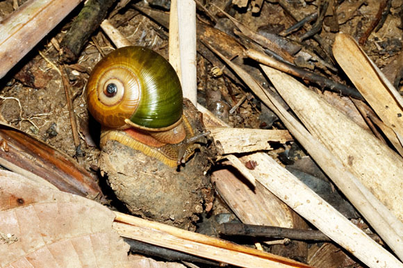 Hemiplecta wichmanni