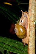 Hemiplecta wichmanni