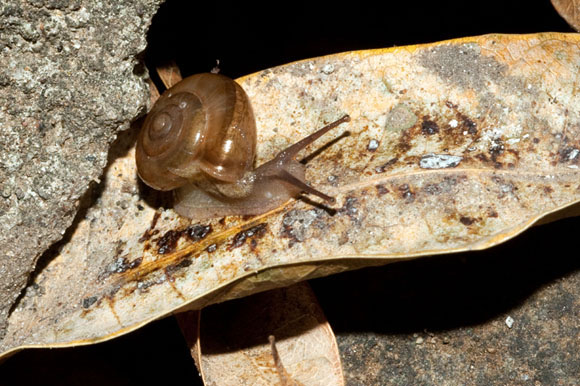 Tanychlamys amboinensis