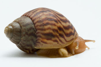 Lissachatina immaculata immaculata juvenil