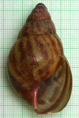 Achatina tincta oblitterata