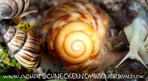 achatschneckenvomwienerwald.de
