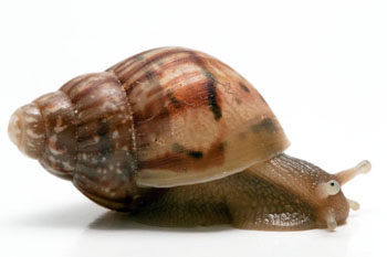 Lissachatina fulica Tanzania juvenil