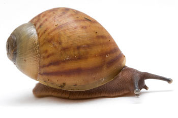 Archachatina marginata ovum Nigeria typ 1 juvenil