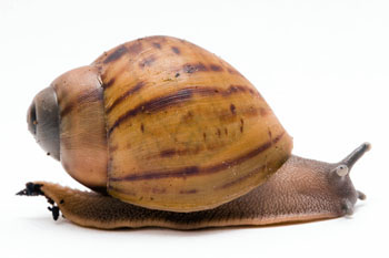 Archachatina marginata ovum Nigeria typ 1 light body juvenil