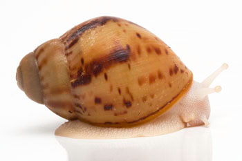 Archachatina marginata ovum Nigeria typ 1 albino body juvenil