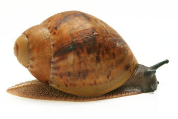 Archachatina marginata ovum Nigeria typ 2 juvenil