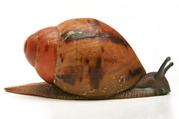 Archachatina marginata cf. suturalis Nigeria typ 1 juvenil