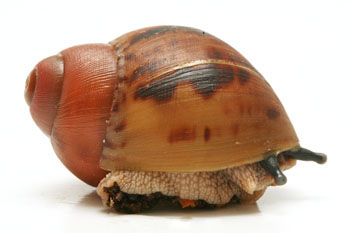 Archachatina marginata cf. suturalis Nigeria typ 2 juvenil