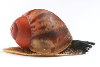 Archachatina marginata egregia Cameroon typ 2c juvenil