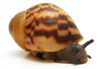 Archachatina marginata eduardi Cameroon typ 2 juvenil