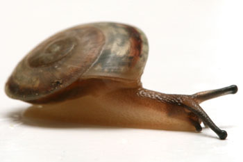 Pleurodonte sp. Barbados juvenil