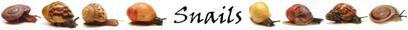�neci