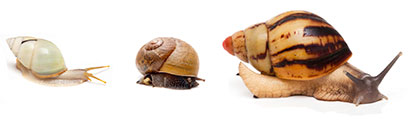 Cute snails