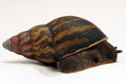 Achatina tincta