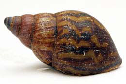 Achatina tincta oblitterata