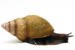Achatina tincta oblitterata