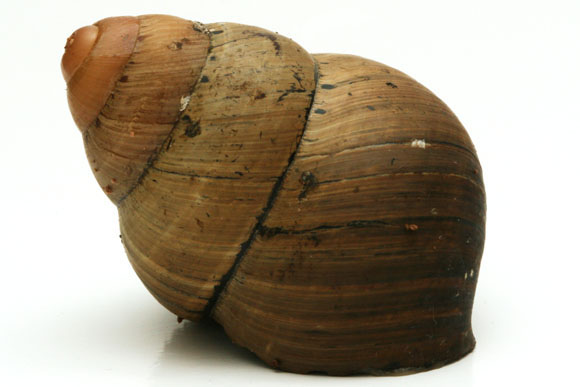 Helicostyla pitchogaster f. philippinensis Philippines