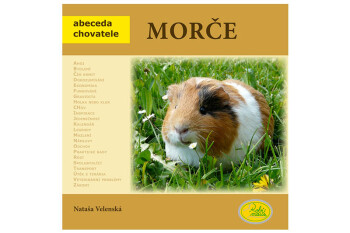 Morče