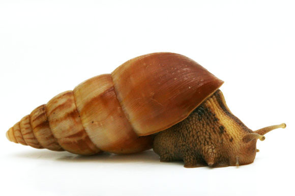 Limicolaria aethiops Tanzania