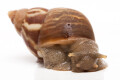 Orthalicus sp. Nicaragua semiadult, 4cm