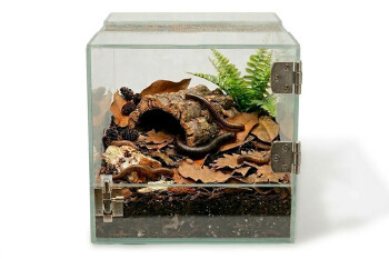 Set with terrarium for millipedes