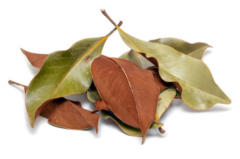 Magnolia leaves 10 pcs