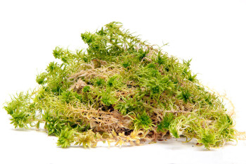 Sphagnum Moss 2.5 l