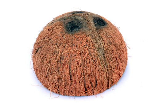 Coconut shell