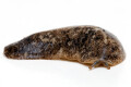 Veronicella sp. Tobago adult, 10 cm