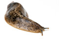 Veronicella sp. Tobago adult, 10 cm