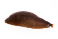 Veronicella sp. Tobago adult, 10 cm