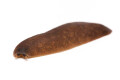 Veronicella sp. Tobago adult, 10 cm