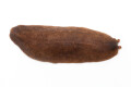 Veronicella sp. Tobago adult, 10 cm