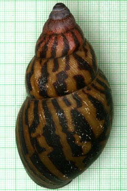 Achatina tincta