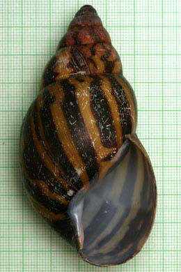 Achatina tincta