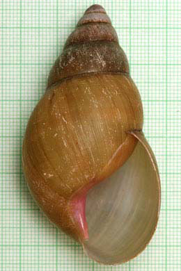 Achatina tincta oblitterata