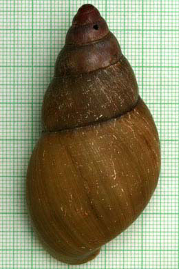 Achatina tincta oblitterata