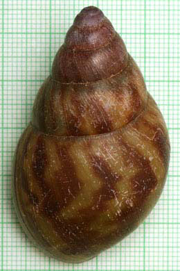 Achatina tincta oblitterata
